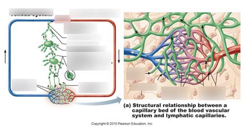 Bsc2086l Lesson 7 Capillary Bed And Lymphatic System Diagram Quizlet