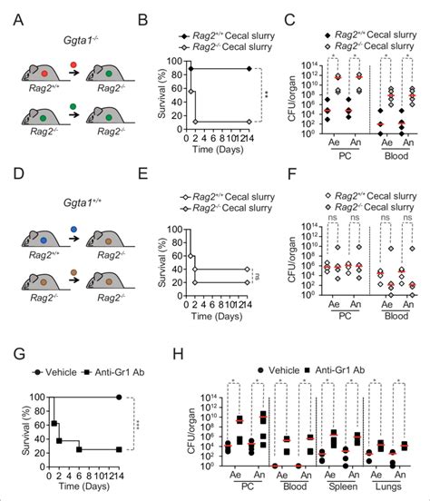 Ggta Deletion Reduces Microbiota Pathogenicity A Schematic Showing