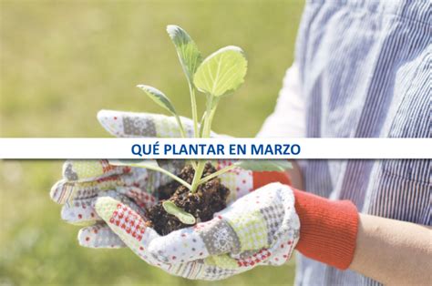 Qu Plantar En Marzo Llaberia Hydraulic Solutions