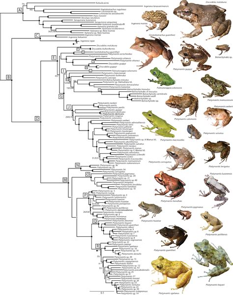 Species New To Science Herpetology Multilocus Phylogeny And A