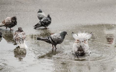 Pigeons Swimming In A Puddle Stock Photo Image Of Bathing City