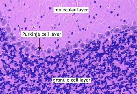 Purkinje Cells Histology