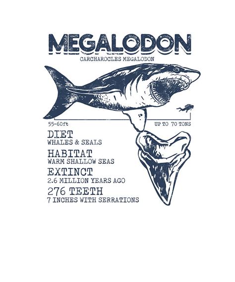 Megalodon Facts Carcharocles Megalodon 55 60 Ft Up To 70 Tons Diet