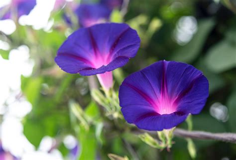 Dark Purple Colored Flowers