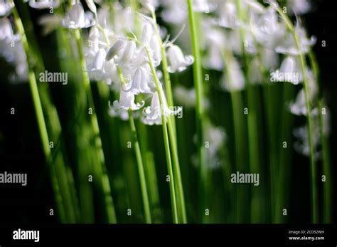 White Blue Bells Stock Photo Alamy