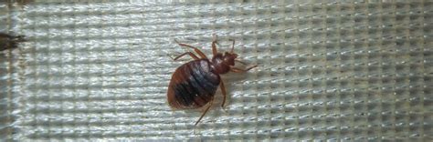 Why the bedbugs are a cause of concern - Happiest Health 