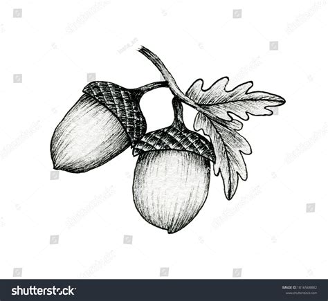 12,115 Acorn sketch Images, Stock Photos & Vectors | Shutterstock