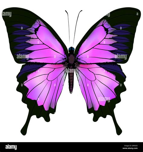 Mariposa Ilustración Vectorial De Hermoso Color Rosado Y Morado Imagen