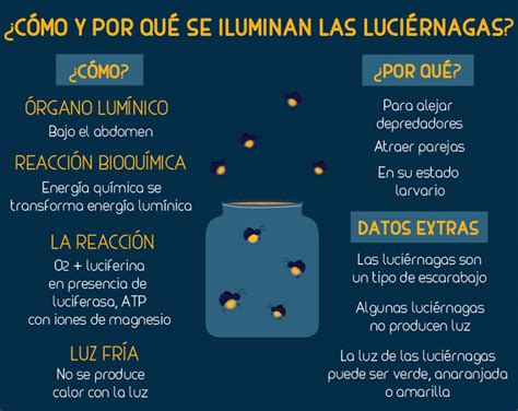 Luci Rnagas Por Qu Brillan Y Todo Lo Que Debes Saber De Ellas