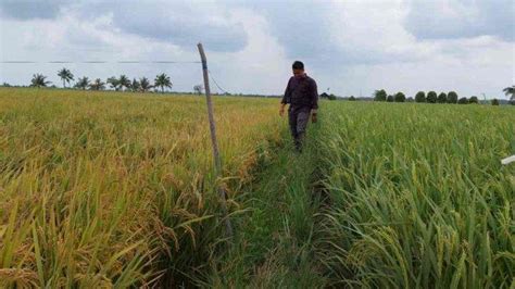 Dampak El Nino Hektare Sawah Di Bangka Selatan Terancam Gagal