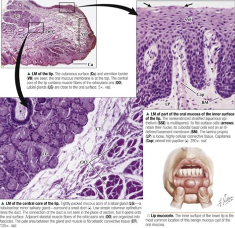 Histology Of Oral Cavity Salivary Gland Flashcards Quizlet The Best