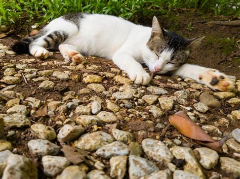 Gato Durmiendo En El Suelo Foto De Archivo Imagen De Planta 194720408