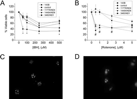 Effect Of T Bh And Rotenone On Parental B Tk Cells Control Lhon