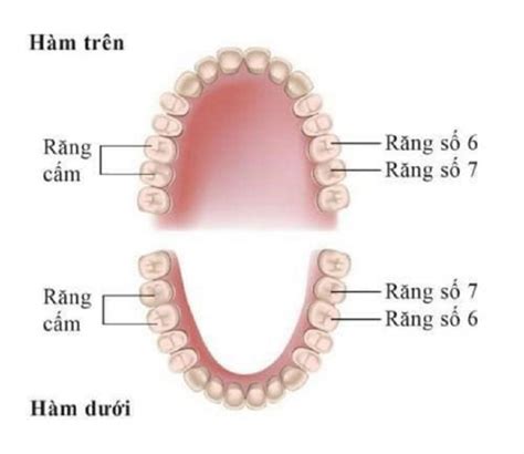 Những Điều Cần Biết Về Răng Số 7 Và Cách Khắc Phục Hiệu Quả Nhất