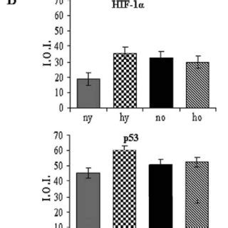 A Western Blotting Analysis Of Hif And P Expression Of Rat