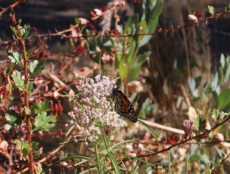 Narrow Leaf Milkweed Seeds – Blue Moon Native Garden