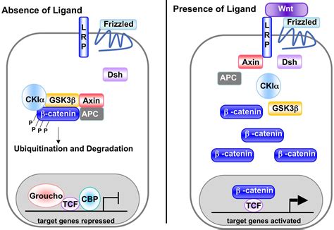 Wnt Signaling Pathway