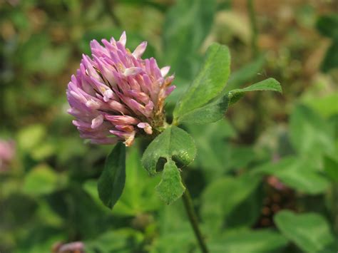 Лекарственные растения в фотографиях: Клевер луговой