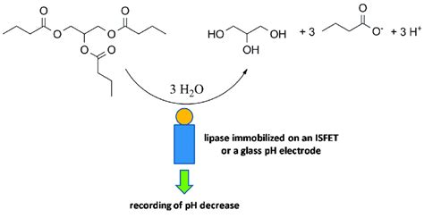 The general principle of a triglyceride assay such as a tributyrin (in ...