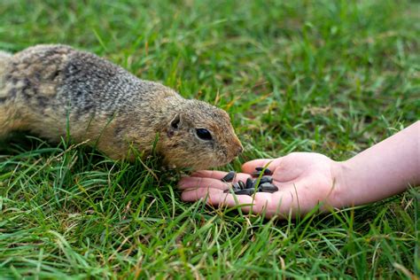 What Are The Natural Ways To Get Rid Of Gophers