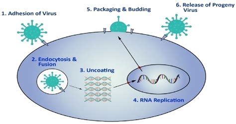 The Life Cycle Of Avian Influenza Virus A Has Been Reproduced With