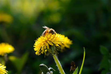 Close-up of Dry Wild Grass and Flowers on a Field · Free Stock Photo