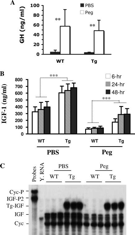 Effects of pegvisomant treatment on GH and IGF-I levels and on ...