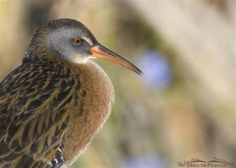 Adult Virginia Rail Portrait Mia Mcphersons On The Wing Photography