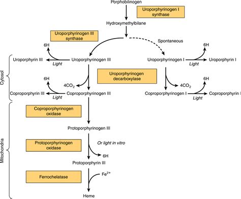 Porphyrins Bile Pigments Basicmedical Key