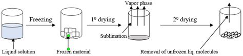 Schematic Representation Of Freeze Drying Technique Download