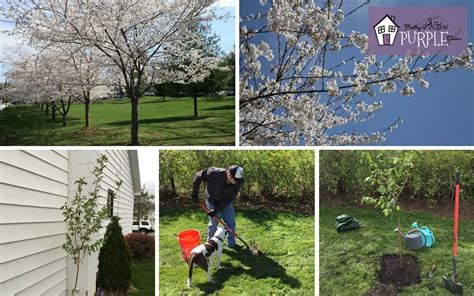 Planting a Yoshino Cherry Blossom Tree