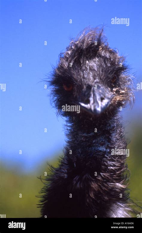 Old Man Emu Fotografías E Imágenes De Alta Resolución Alamy