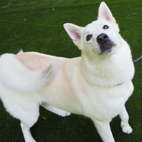 korean jindo husky mix 3