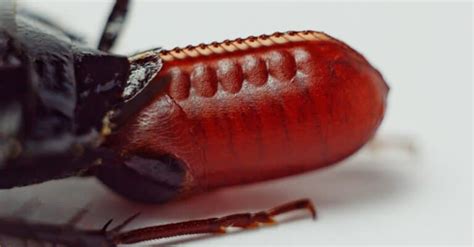 Cockroach Nest: What They Look Like - A-Z Animals