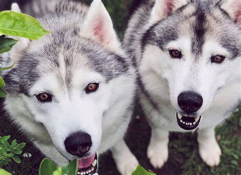 15 Amazing Facts About Siberian Husky Dogs You Might Not Know