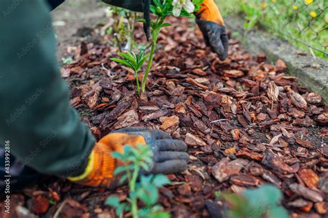 Foto De Gardener Mulching Spring Garden With Pine Wood Chips Mulch Man