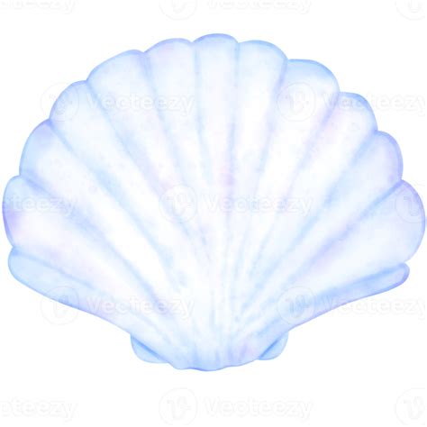 Cute Pearl Shell Shell Illustration Pearl Shell Cute Shell