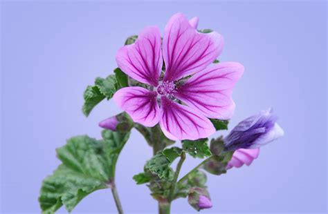 La Planta De Malva Para Que Sirve