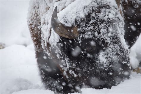 Bison Bison Close Up In A Snow Storm In Lamar Valley Nea Flickr