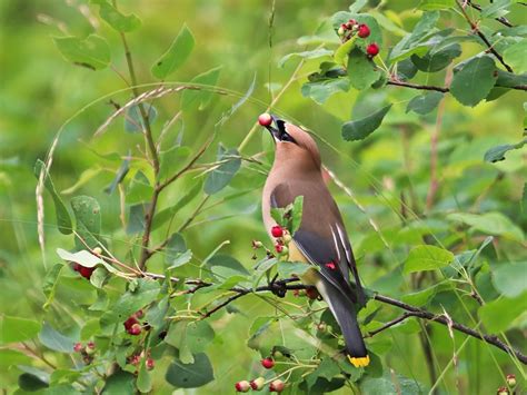 What Do Cedar Waxwings Eat Complete Guide Birdfact