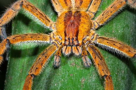 A topical ED drug made from deadly spider venom just cleared its first ...