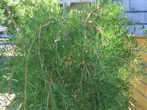 Walker Weeping Caragana Plant Something Montana