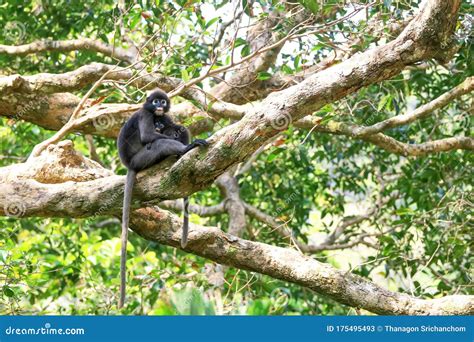 Leaf Monkey Or Dusky Spectacled Langur Sitting On The Tree In The