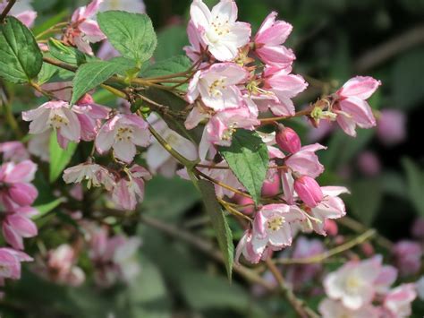 Deutzia Purpurascens Kalmiiflora National Botanic Garden Flickr