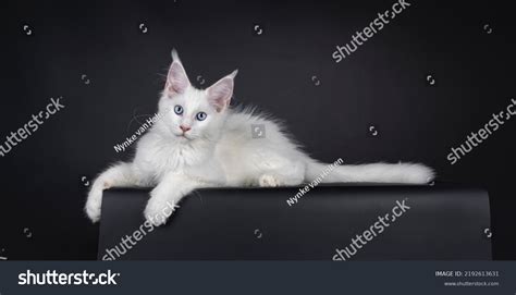 Adorable Solid White Maine Coon Cat Stock Photo 2192613631 Shutterstock