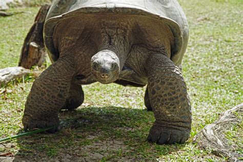 Top 60 Seychelles Giant Tortoise Stock Photos, Pictures, and Images ...