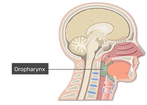 Anatomy Of Oropharynx