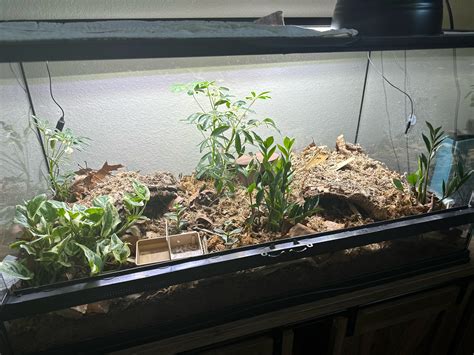 guide to gecko hiding fast 1