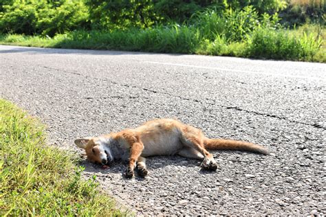 Unfälle mit Tieren Wild im Verkehr Tipps zur Vermeidung L drive