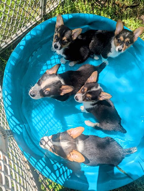 Pembroke Welsh Corgi Puppies For Sale In Dallas, TX
